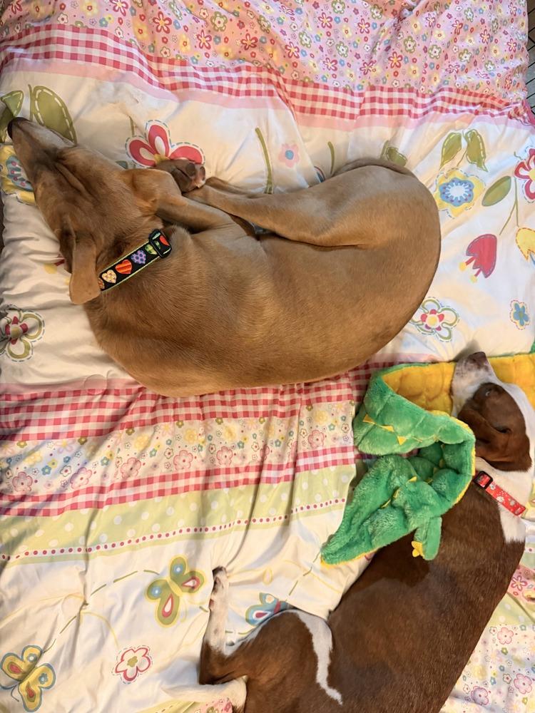 Enlarge Fred, a Adoptable mixed breed in Gig Harbor, WA image 3/4