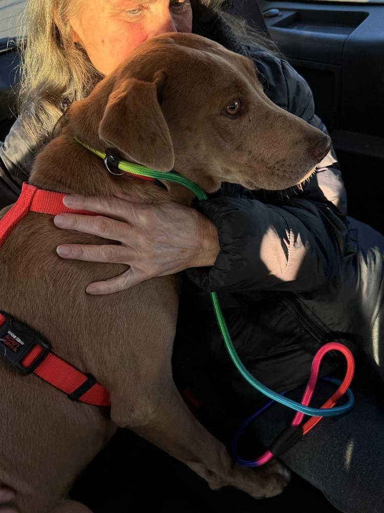 Enlarge Fred, a Adoptable mixed breed in Gig Harbor, WA image 4/4