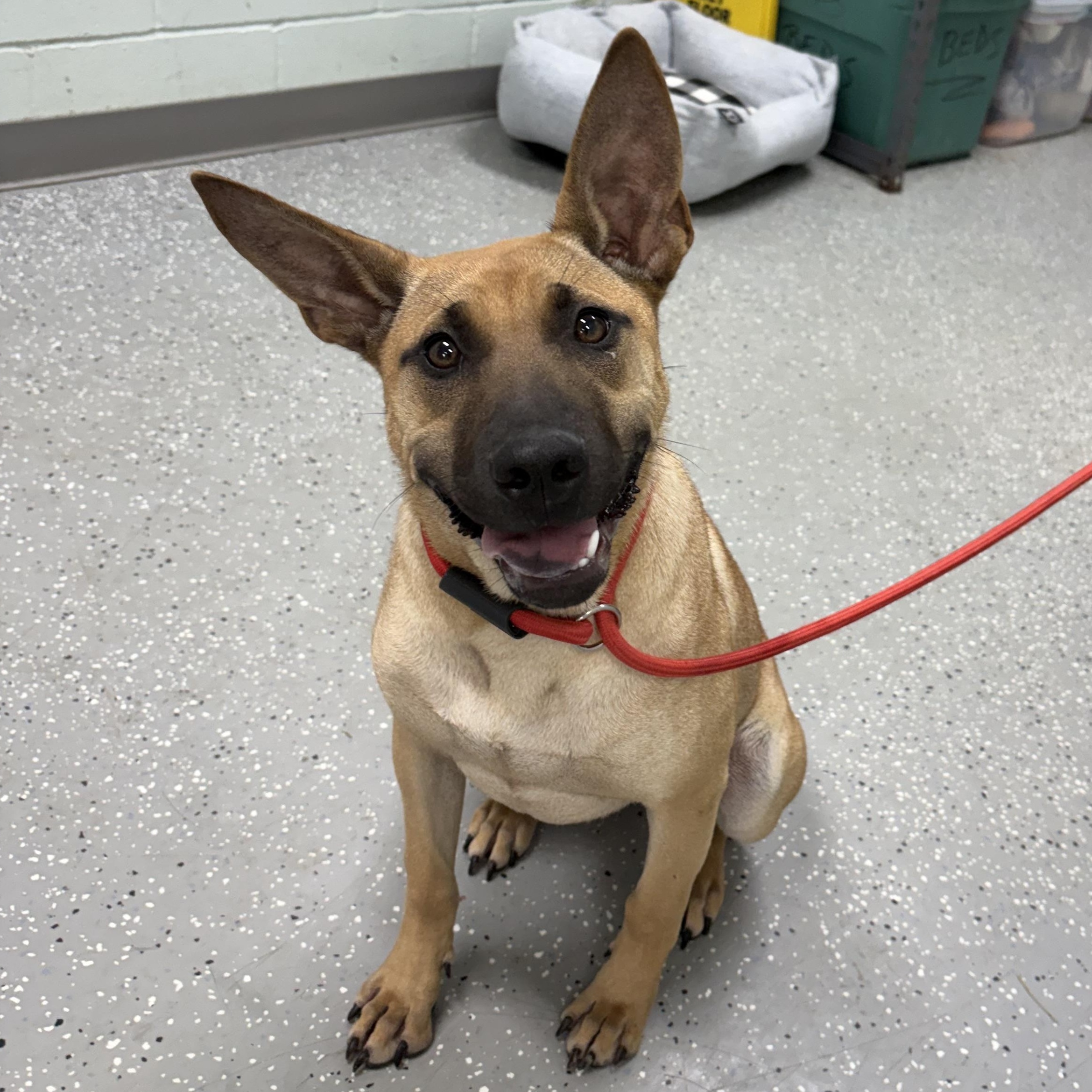 Peanut Butter, an adopted mixed breed in Bardstown, KY image 5/5