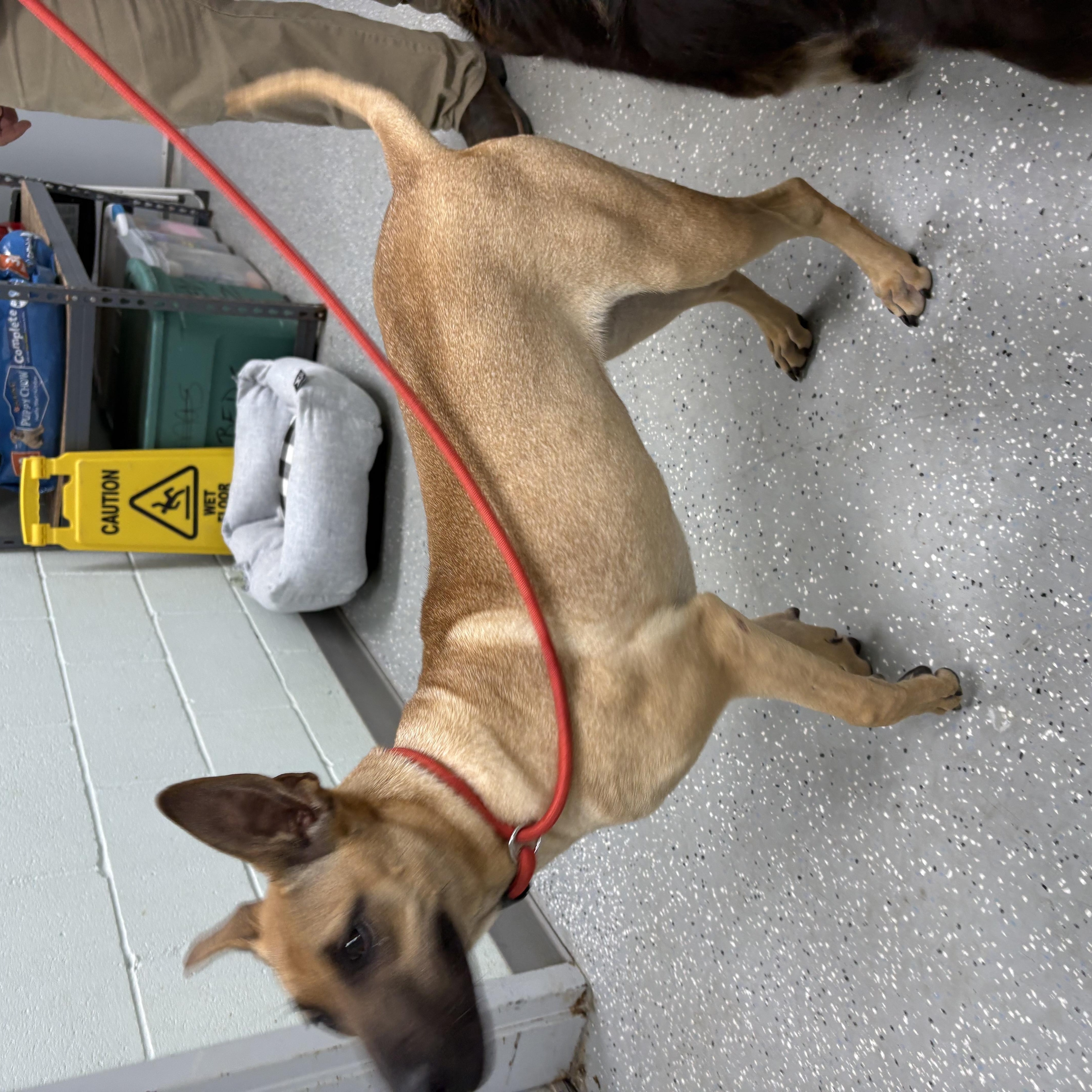 Peanut Butter, an adopted mixed breed in Bardstown, KY image 4/5