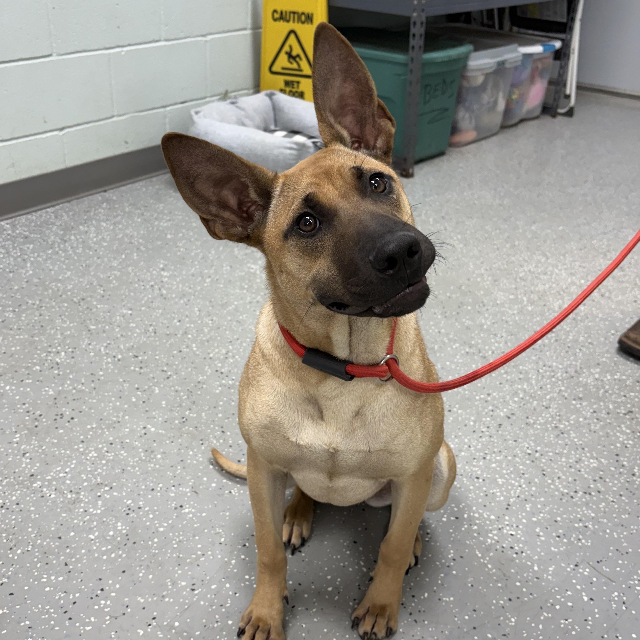 Peanut Butter, an adopted mixed breed in Bardstown, KY image 2/5