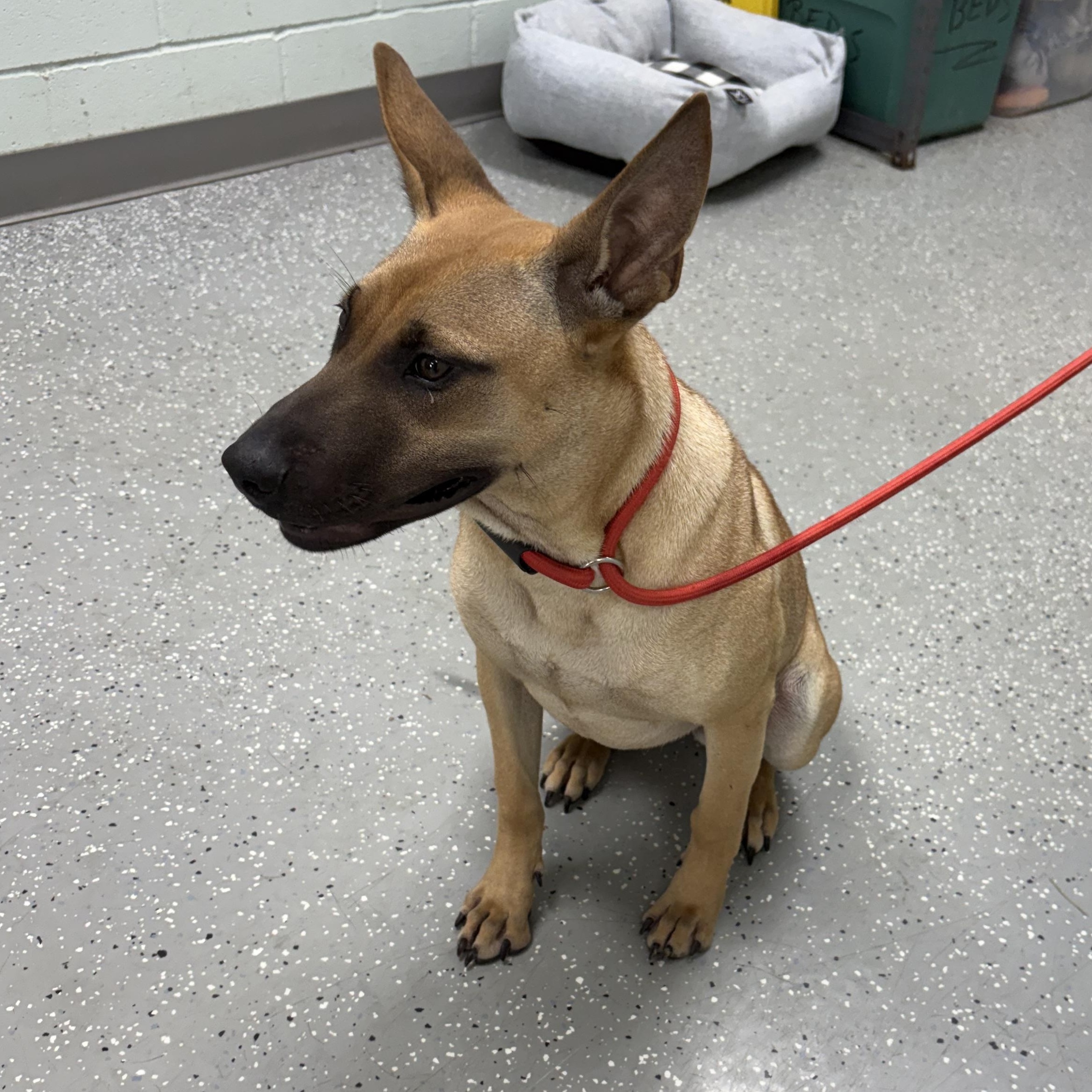 Peanut Butter, an adopted mixed breed in Bardstown, KY image 3/5