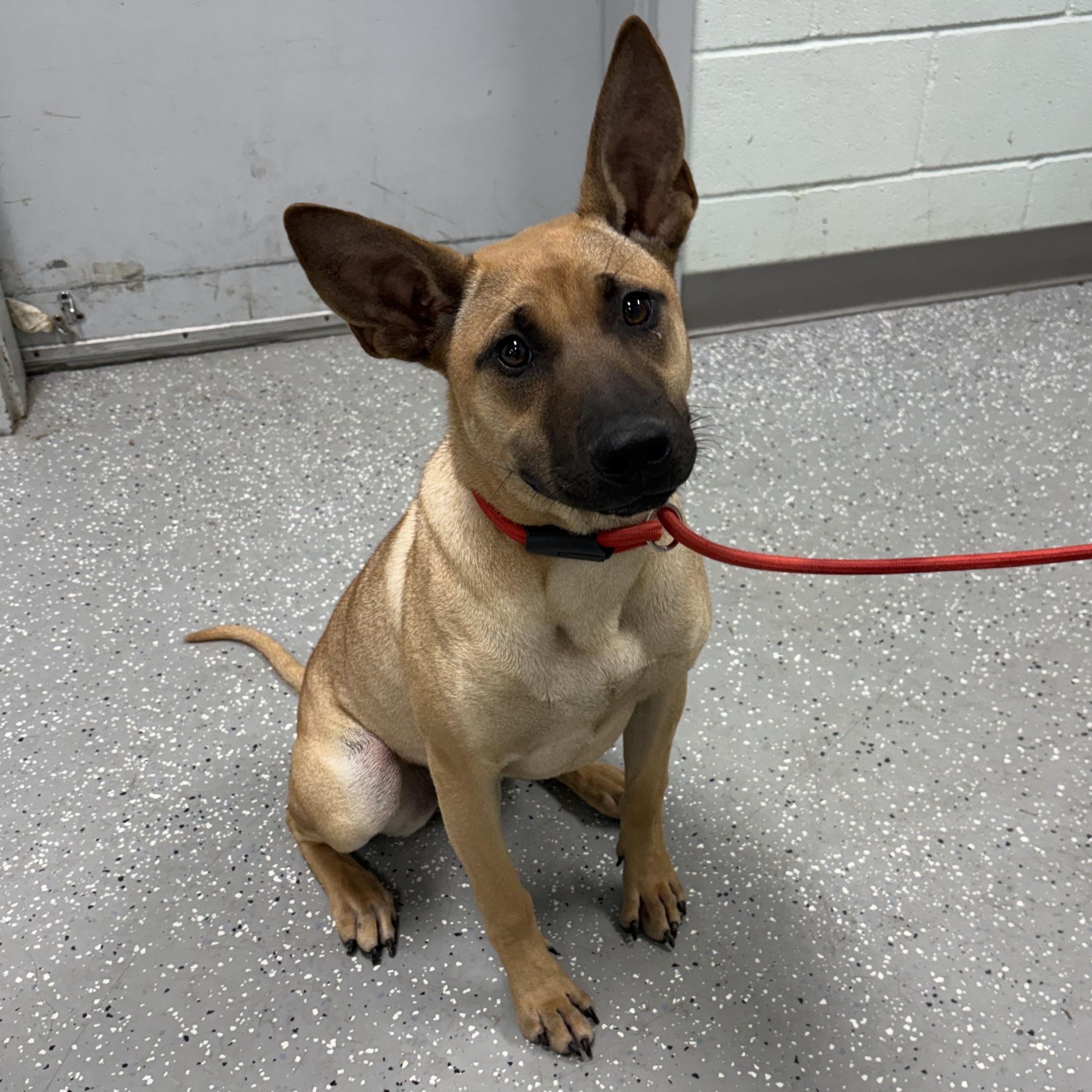 Peanut Butter, adopted, Puppy Female Belgian Shepherd / Malinois.