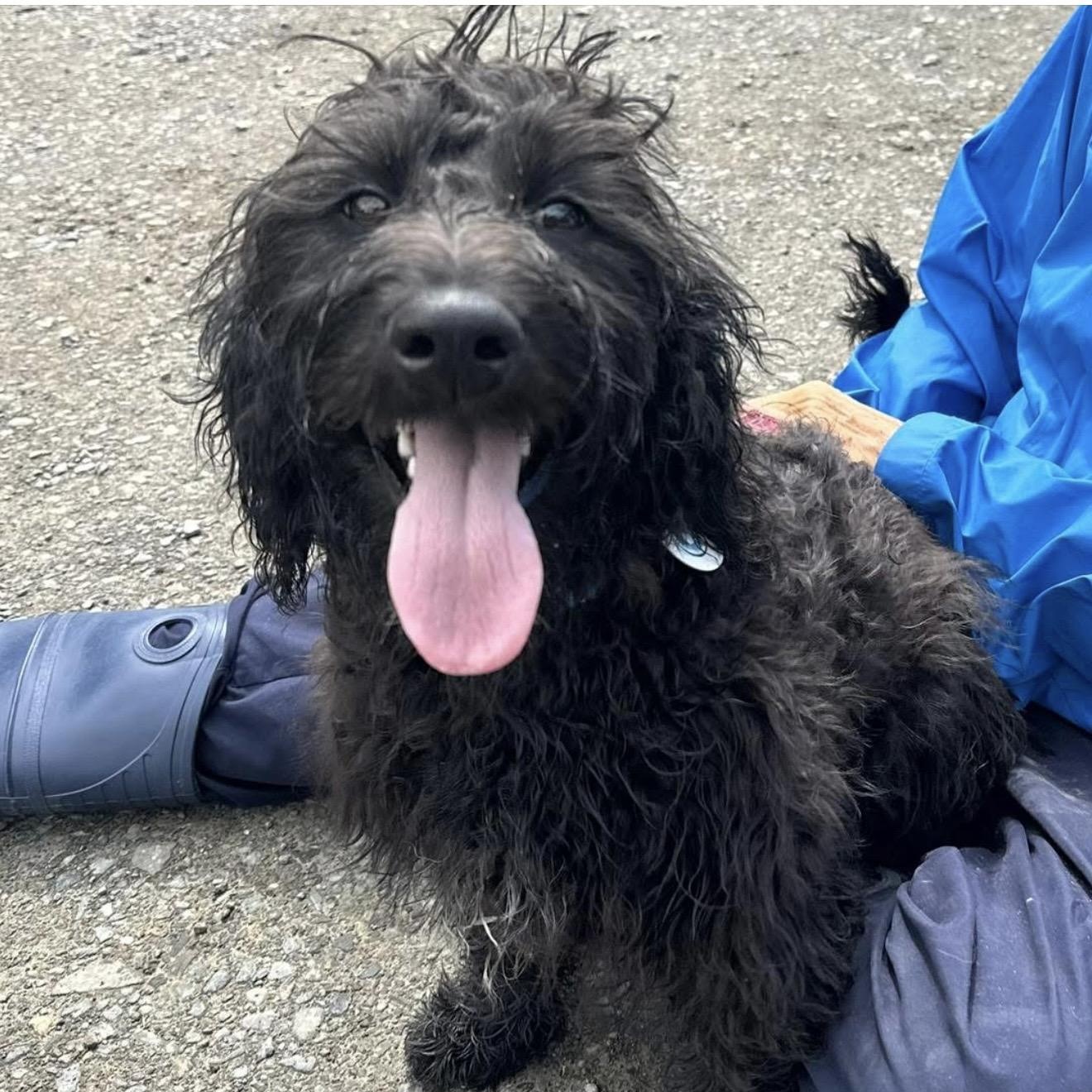 Truffles, adopted, Young Female Labradoodle.