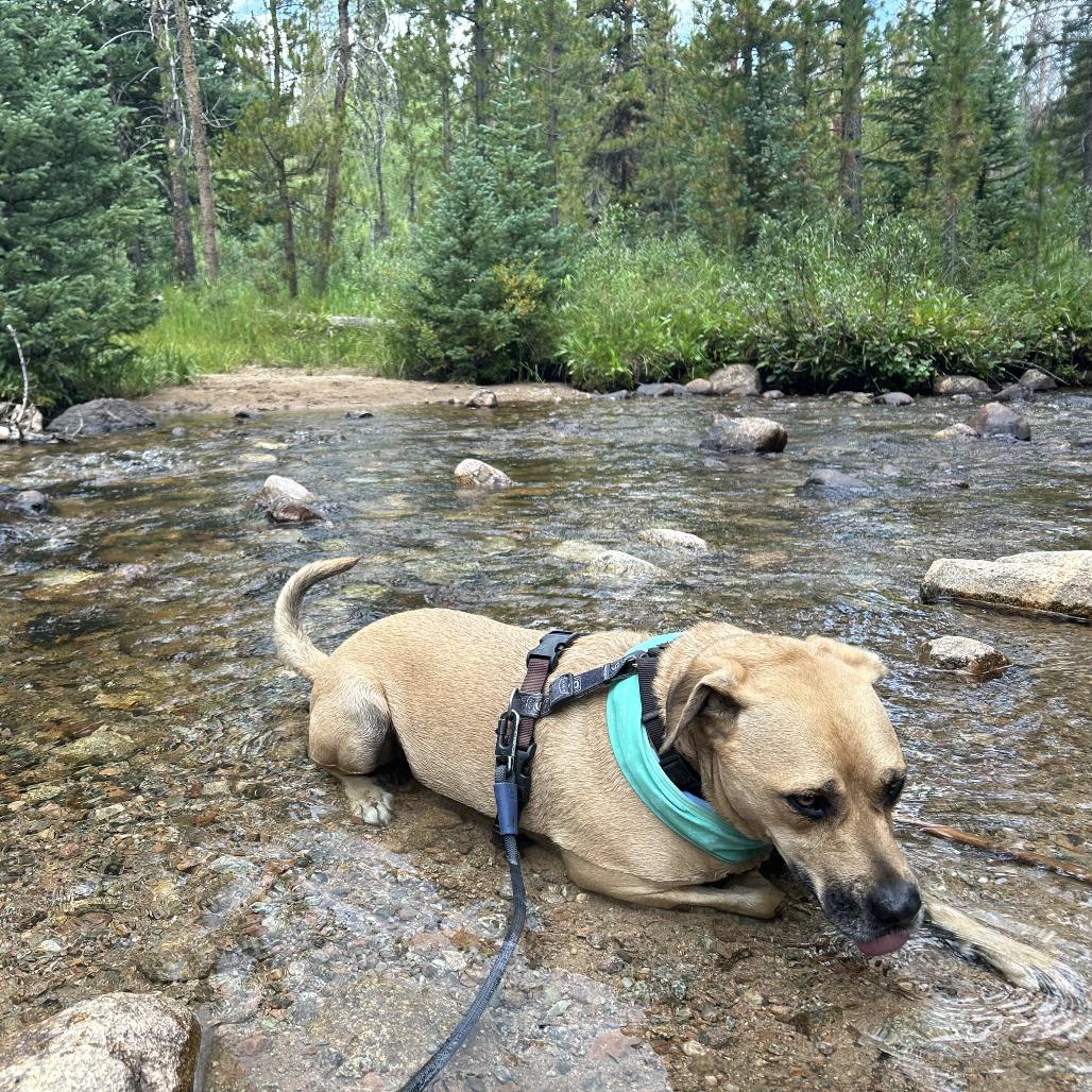 Lou, a Adoptable mixed breed in Colorado Springs, CO image 2/6