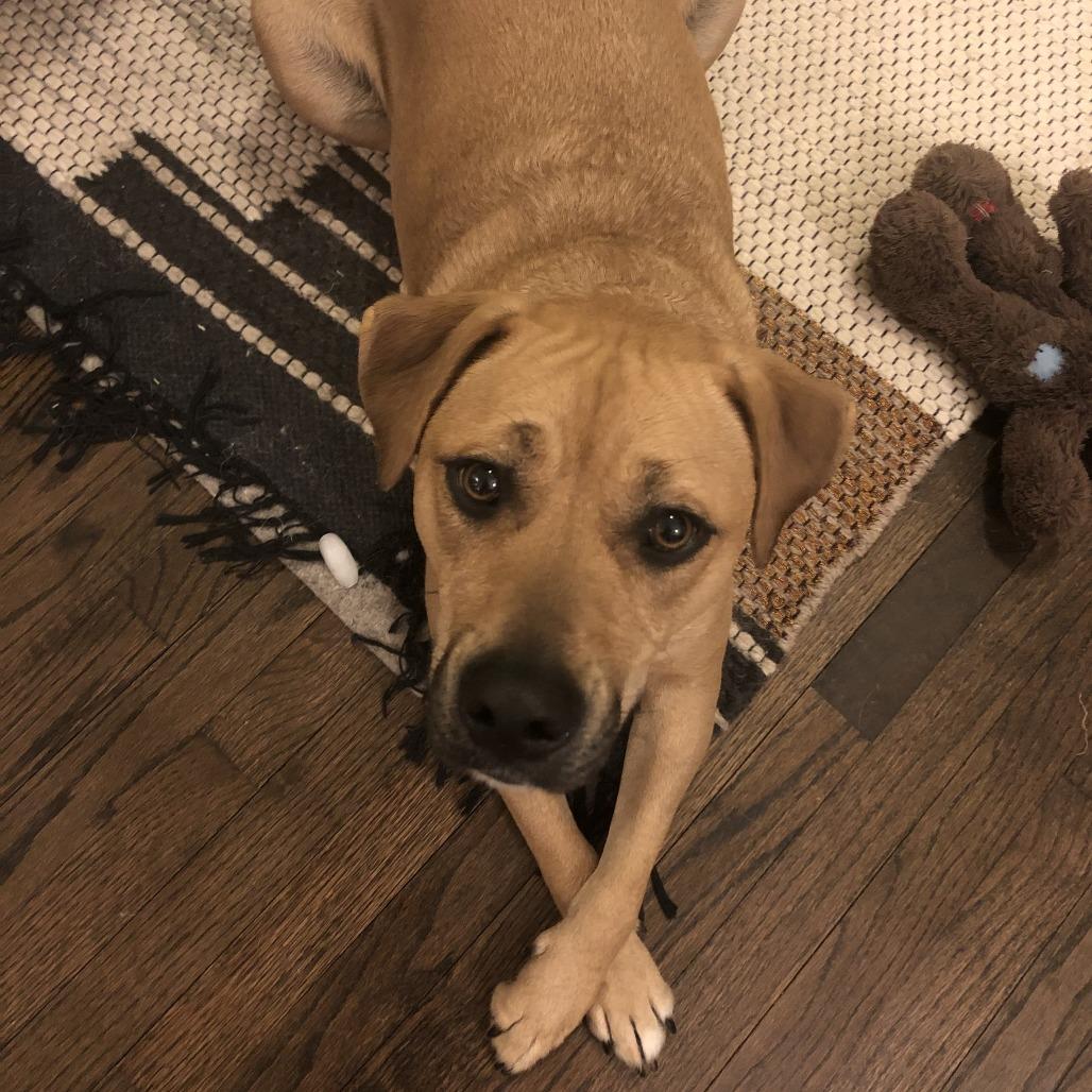 Lou, a Adoptable mixed breed in Colorado Springs, CO image 3/6