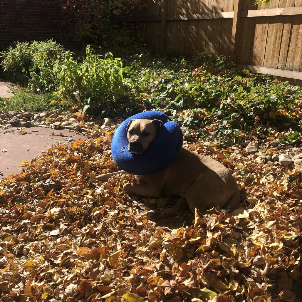 Lou, a Adoptable mixed breed in Colorado Springs, CO image 4/6