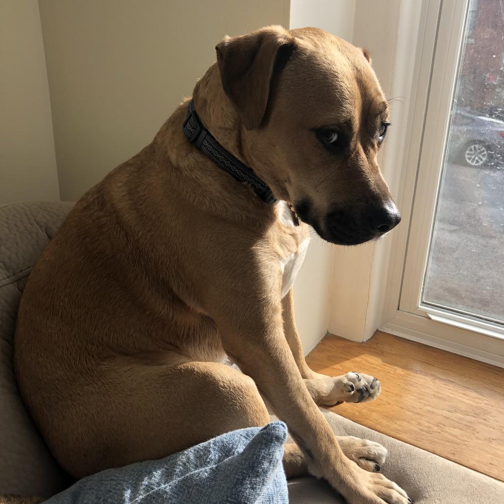 Lou, a Adoptable mixed breed in Colorado Springs, CO image 5/6