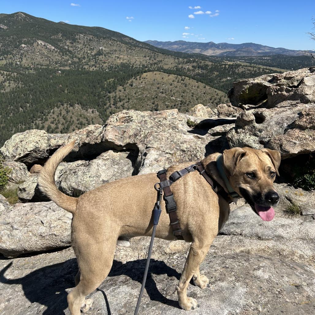 Lou, a Adoptable mixed breed in Colorado Springs, CO image 6/6