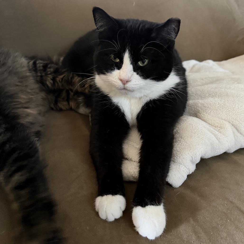 Enlarge Phoebe, a Adoptable Domestic Short Hair in Huntsville, AL image 1/6