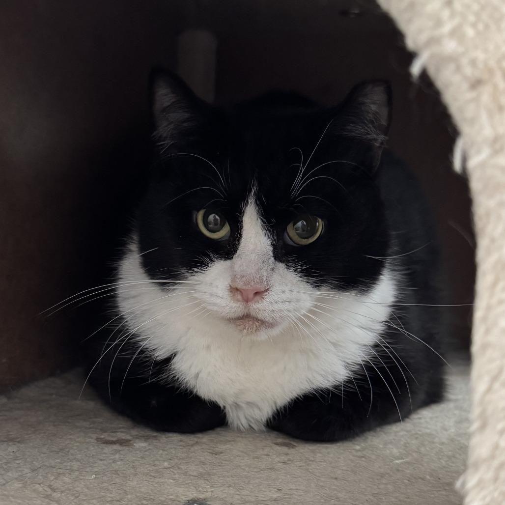 Phoebe, Adoptable, Adult Female Domestic Short Hair.