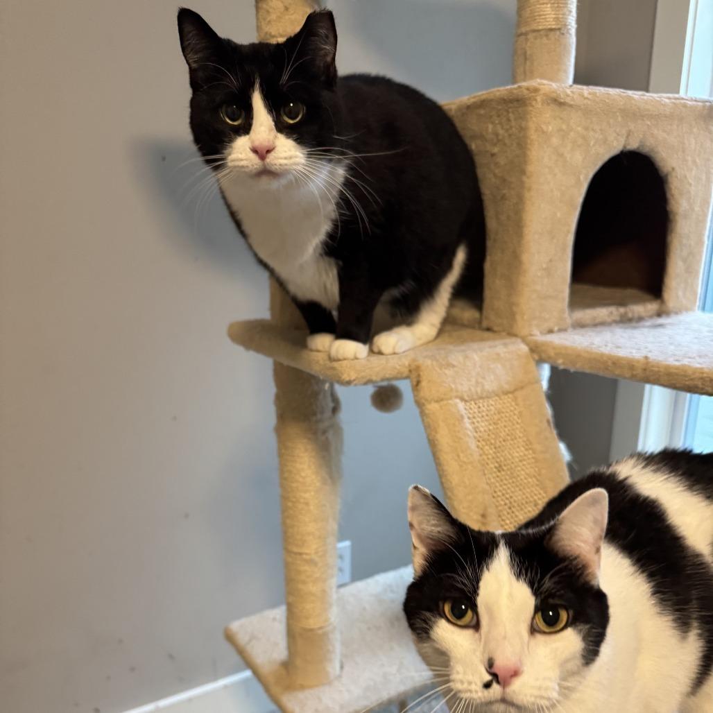 Enlarge Phoebe, a Adoptable Domestic Short Hair in Huntsville, AL image 2/6