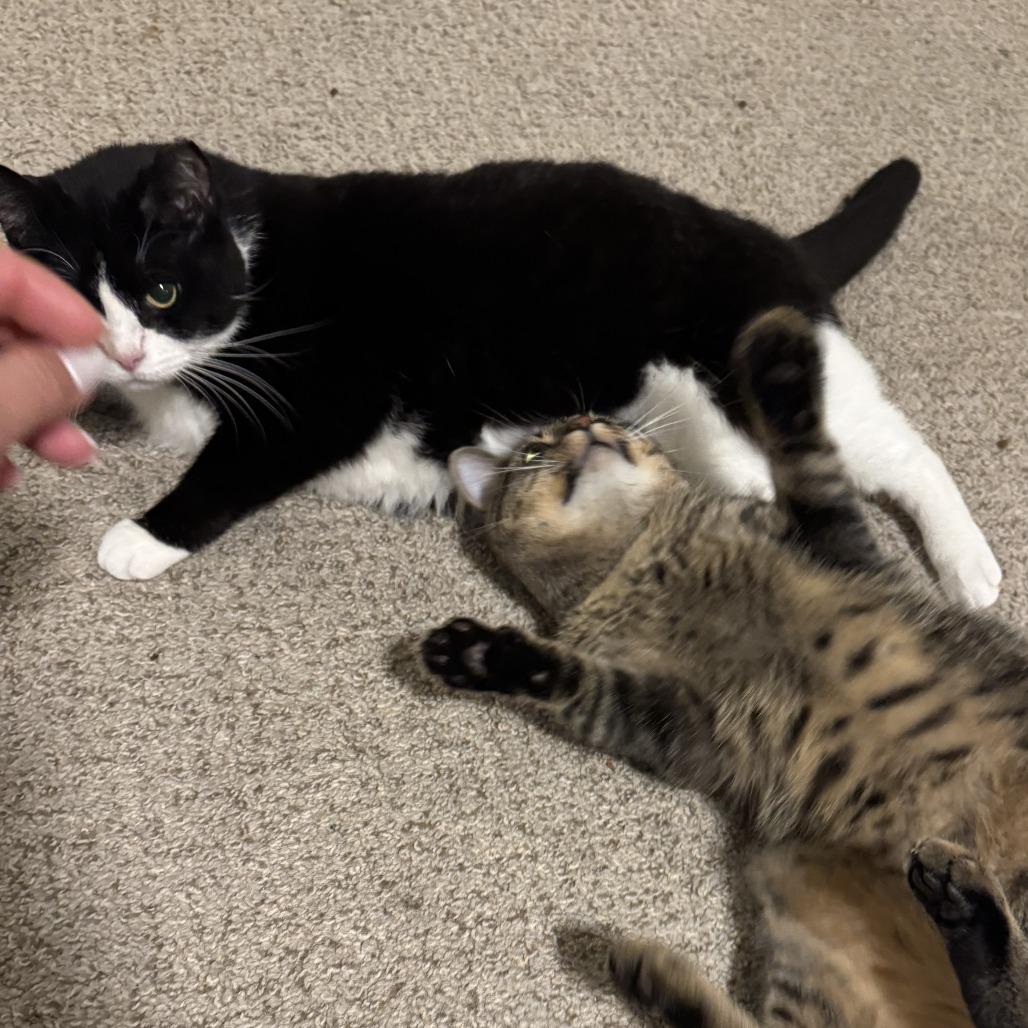 Enlarge Phoebe, a Adoptable Domestic Short Hair in Huntsville, AL image 3/6