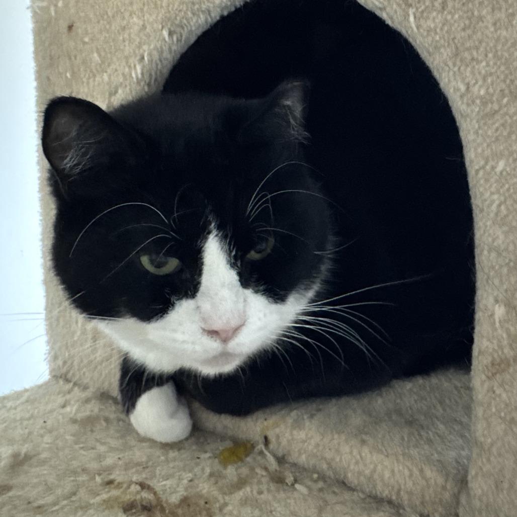 Enlarge Phoebe, a Adoptable Domestic Short Hair in Huntsville, AL image 4/6