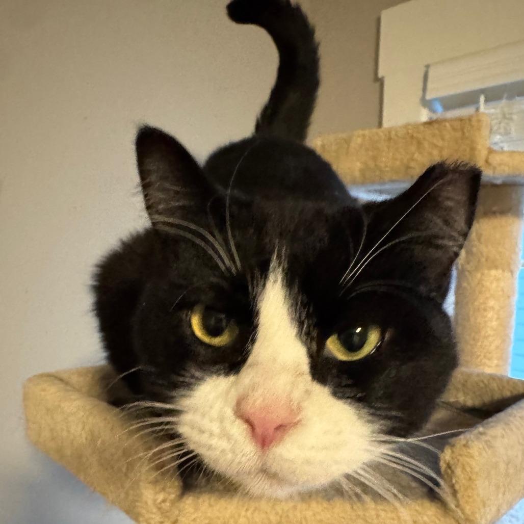 Enlarge Phoebe, a Adoptable Domestic Short Hair in Huntsville, AL image 5/6