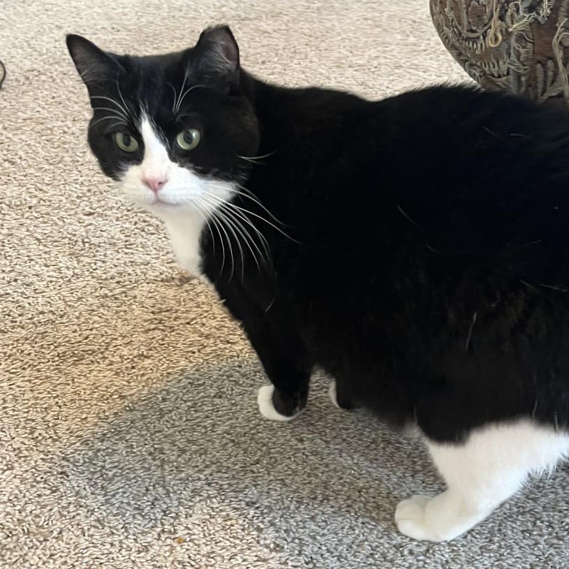 Enlarge Phoebe, a Adoptable Domestic Short Hair in Huntsville, AL image 6/6