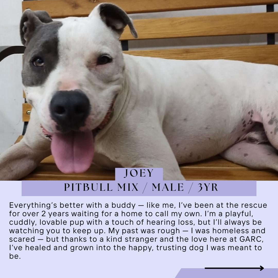 Enlarge Joey, a Adoptable mixed breed in Sapulpa, OK image 1/5