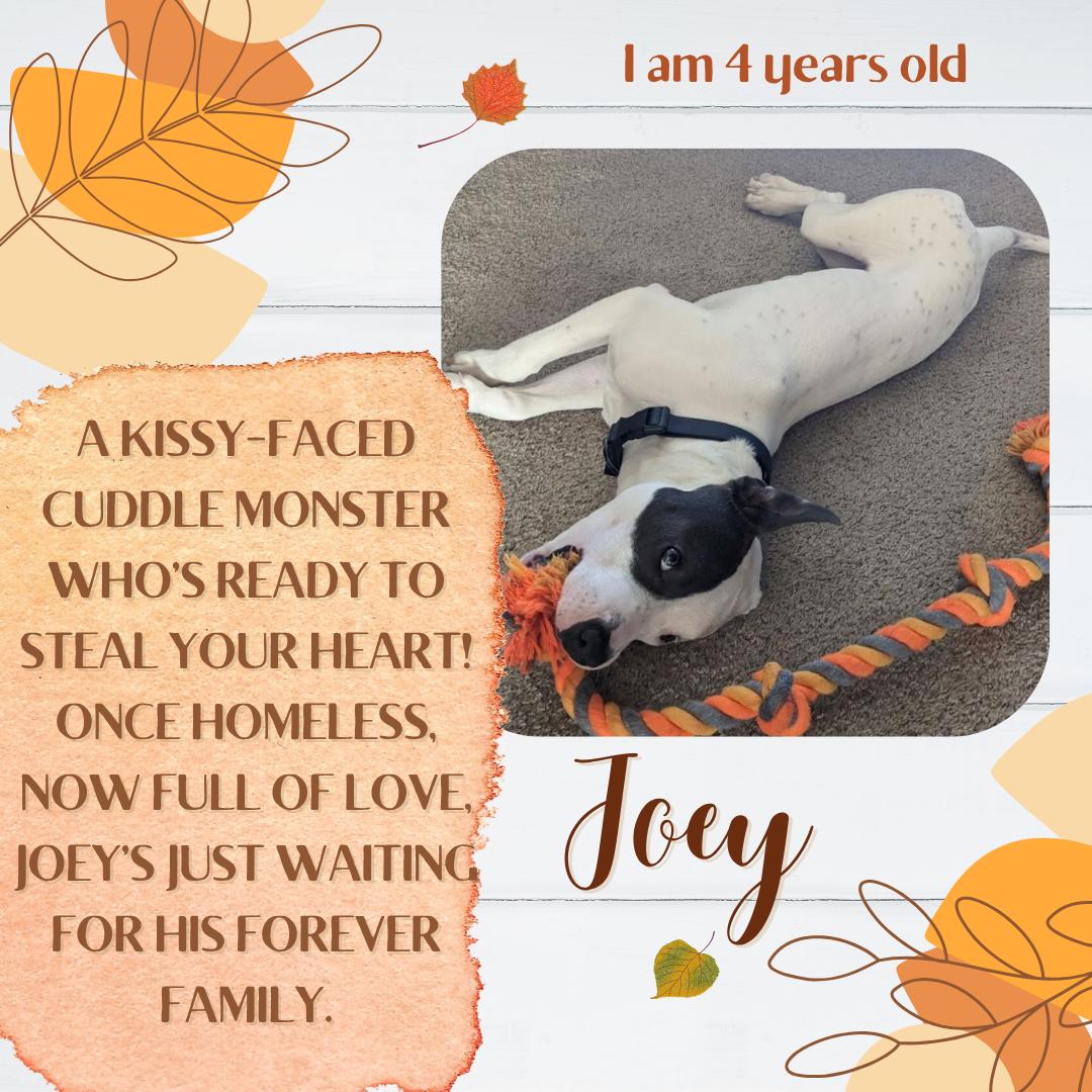 Joey, Adoptable, Young Male Pit Bull Terrier & Dalmatian.