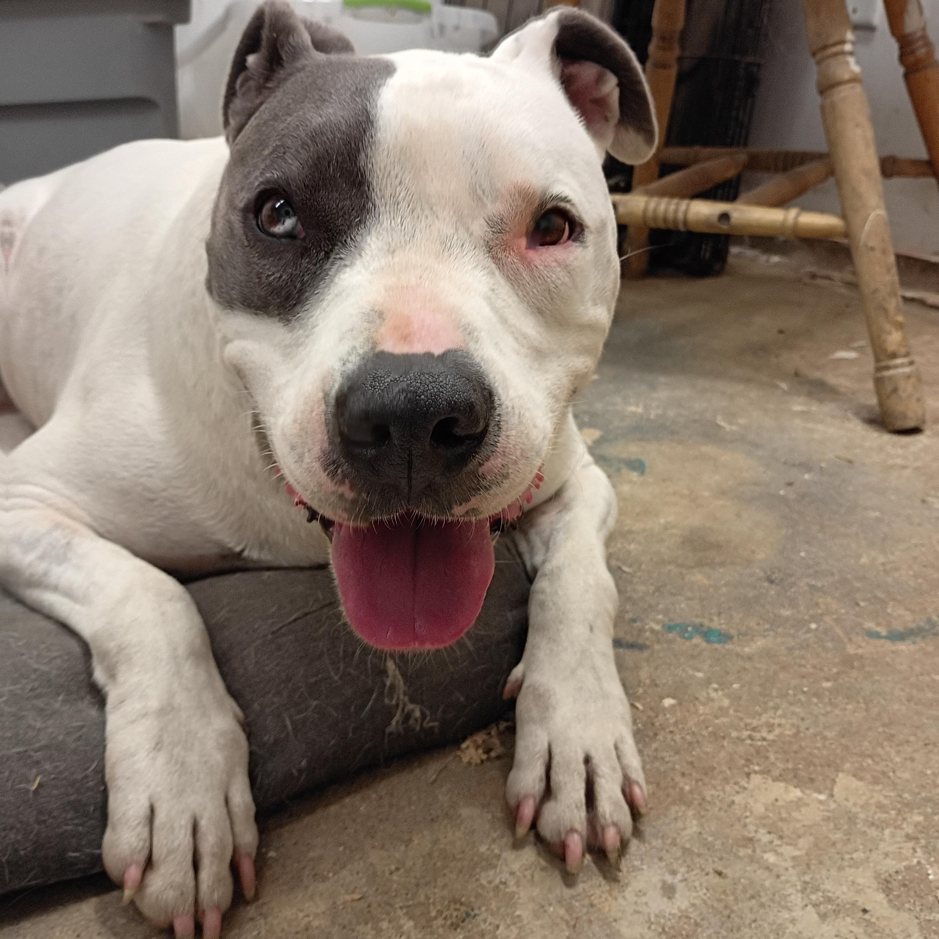 Joey, Adoptable, Adult Male Pit Bull Terrier & Dalmatian.