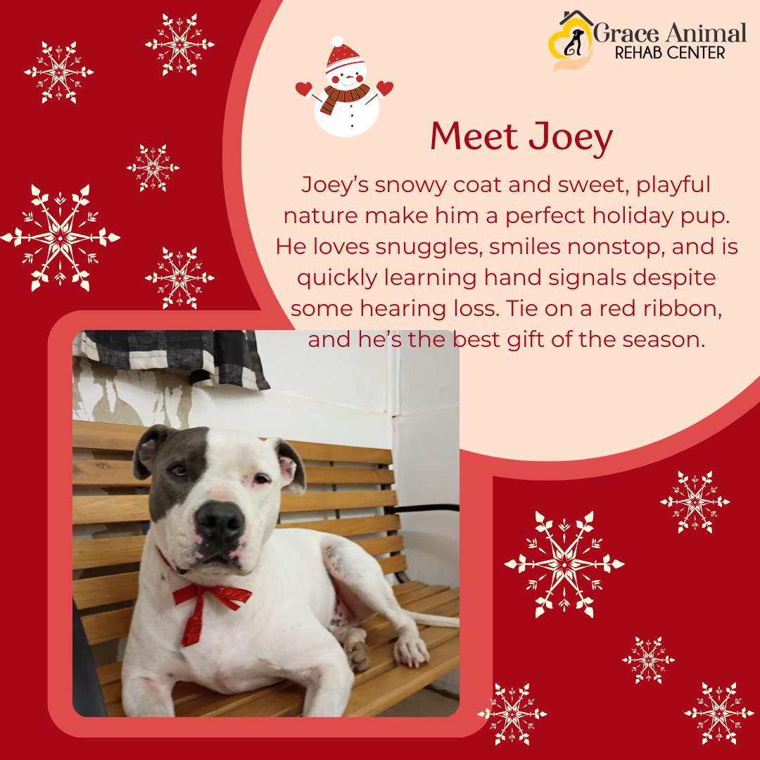 Joey, a Adoptable mixed breed in Sapulpa, OK image 1/5