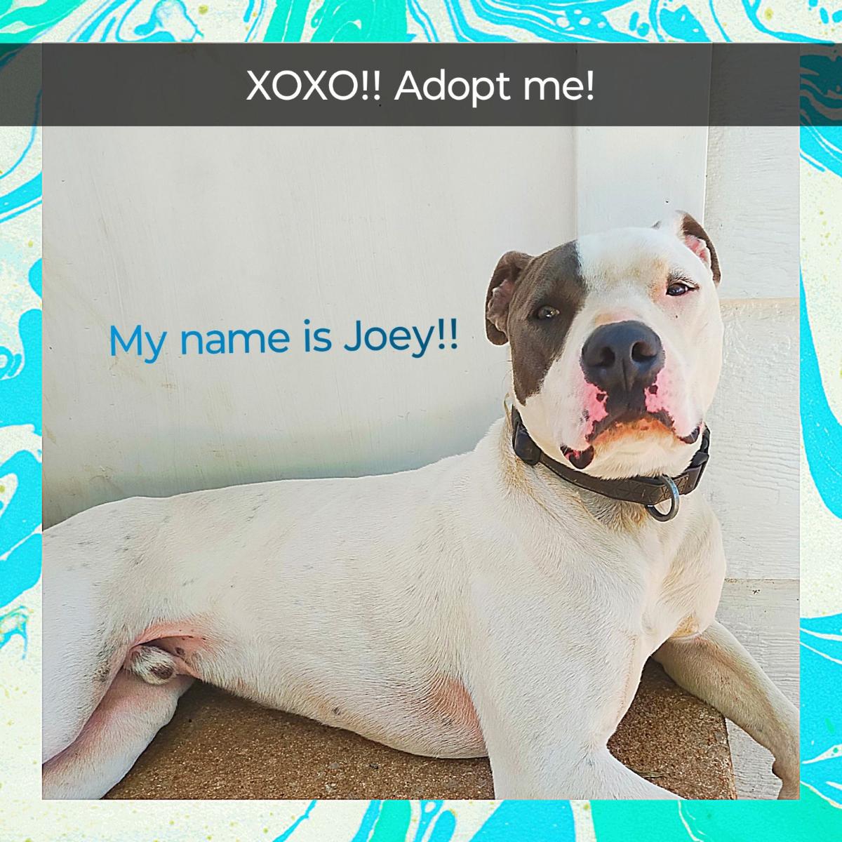 Joey, an adoptable Pit Bull Terrier, Dalmatian in Sapulpa, OK, 74066 | Photo Image 4