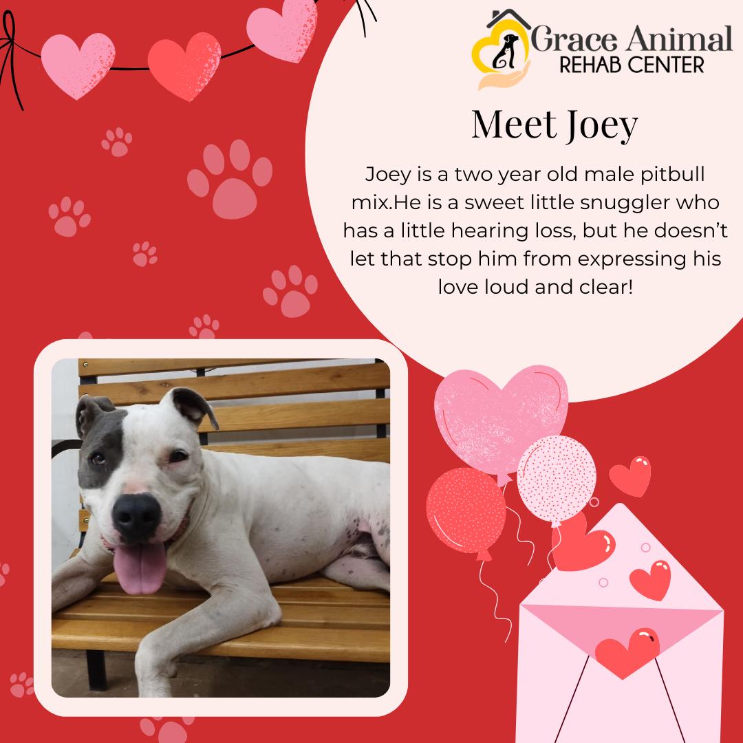 Enlarge Joey, a Adoptable mixed breed in Sapulpa, OK image 1/5