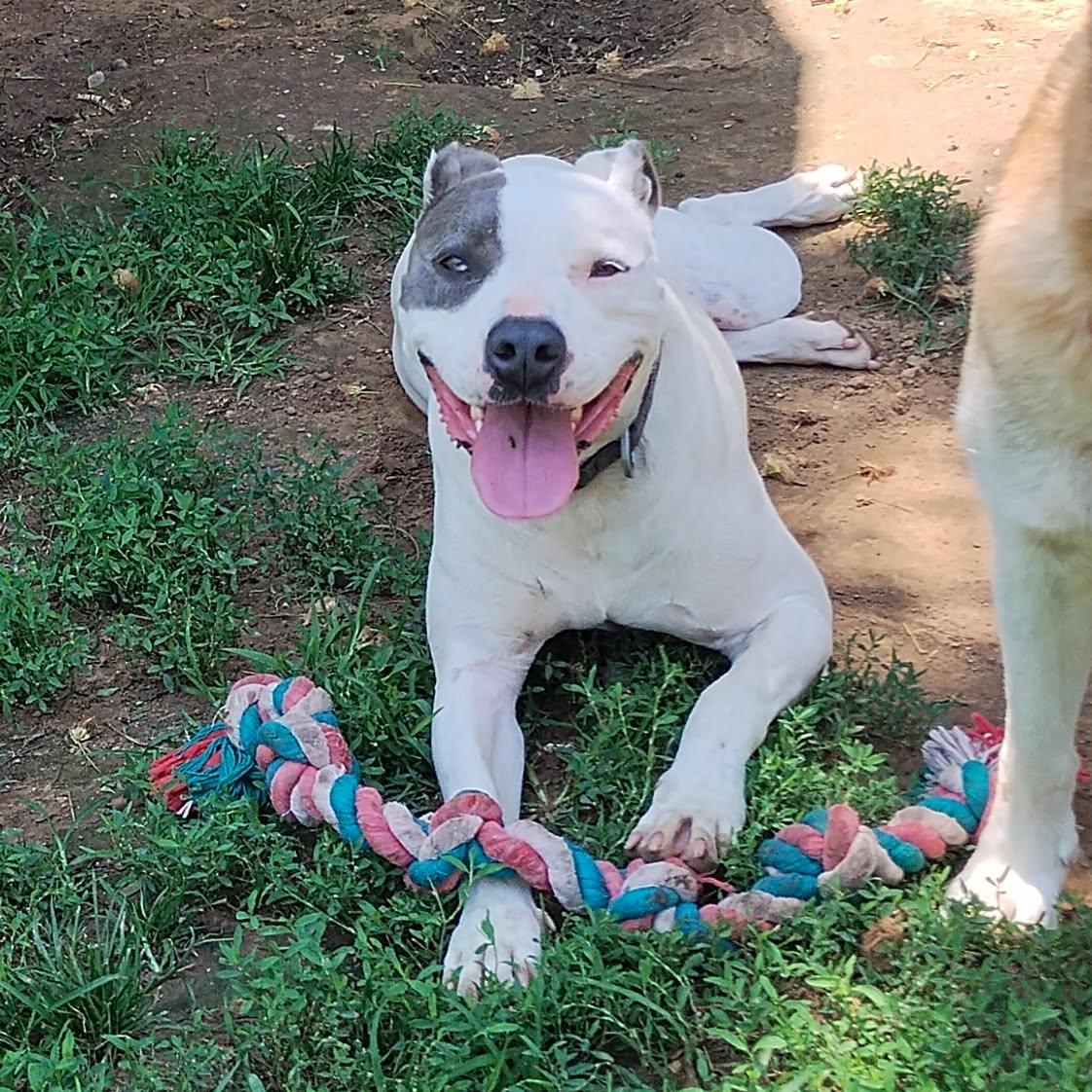 Joey, a Adoptable mixed breed in Sapulpa, OK image 3/5