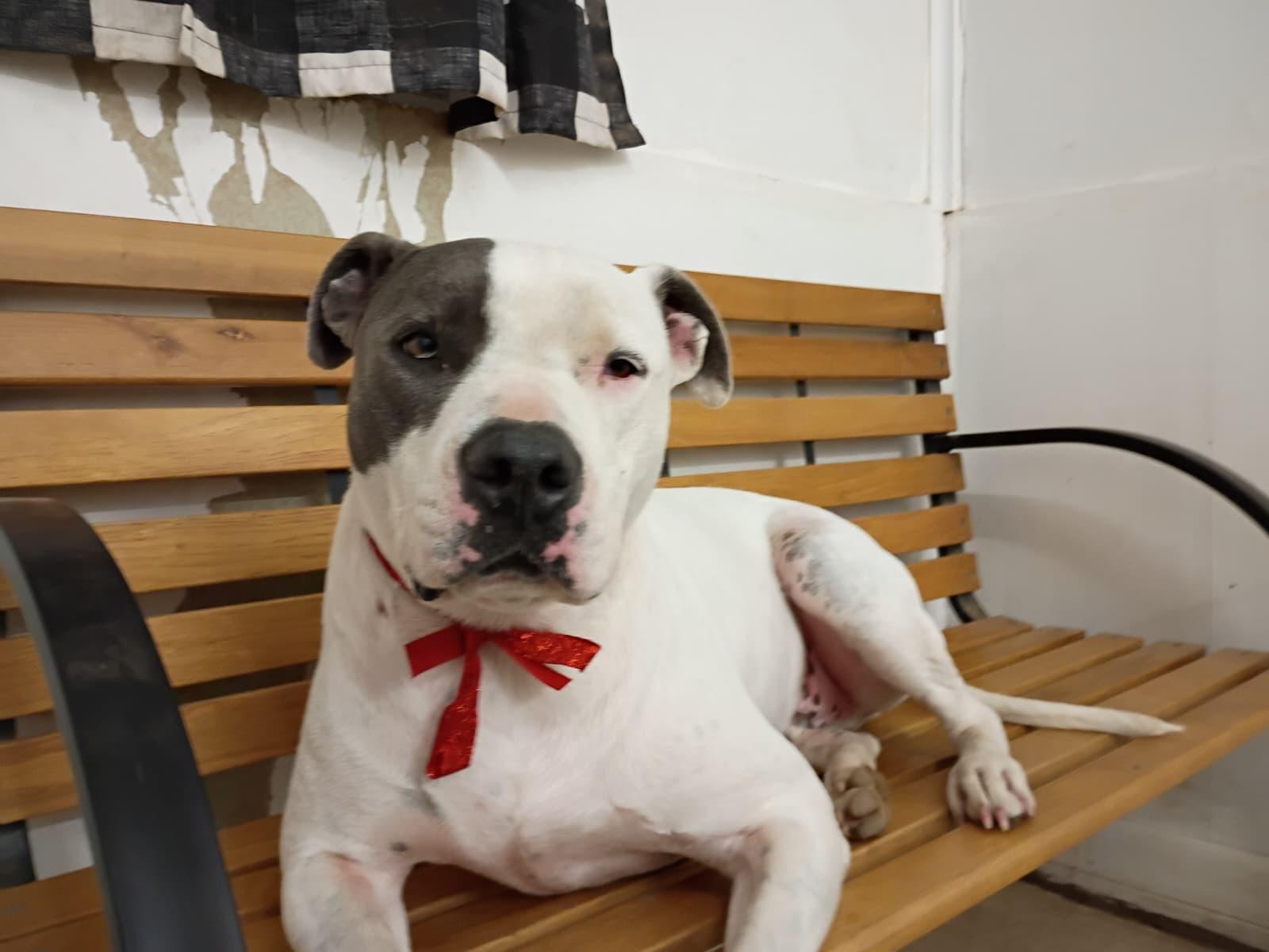 Enlarge Joey, a Adoptable mixed breed in Sapulpa, OK image 3/5