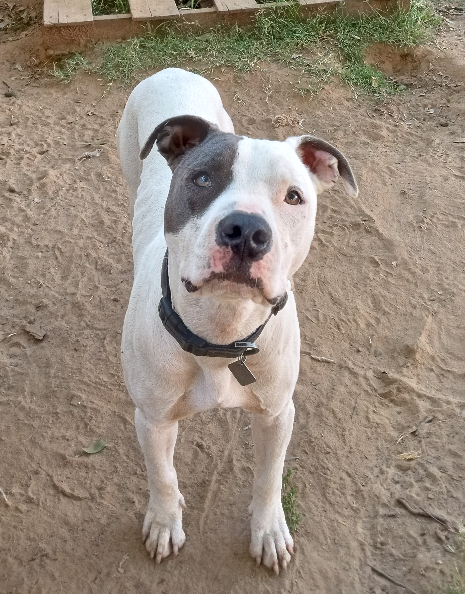 Joey, an adoptable Pit Bull Terrier, Dalmatian in Sapulpa, OK, 74066 | Photo Image 6