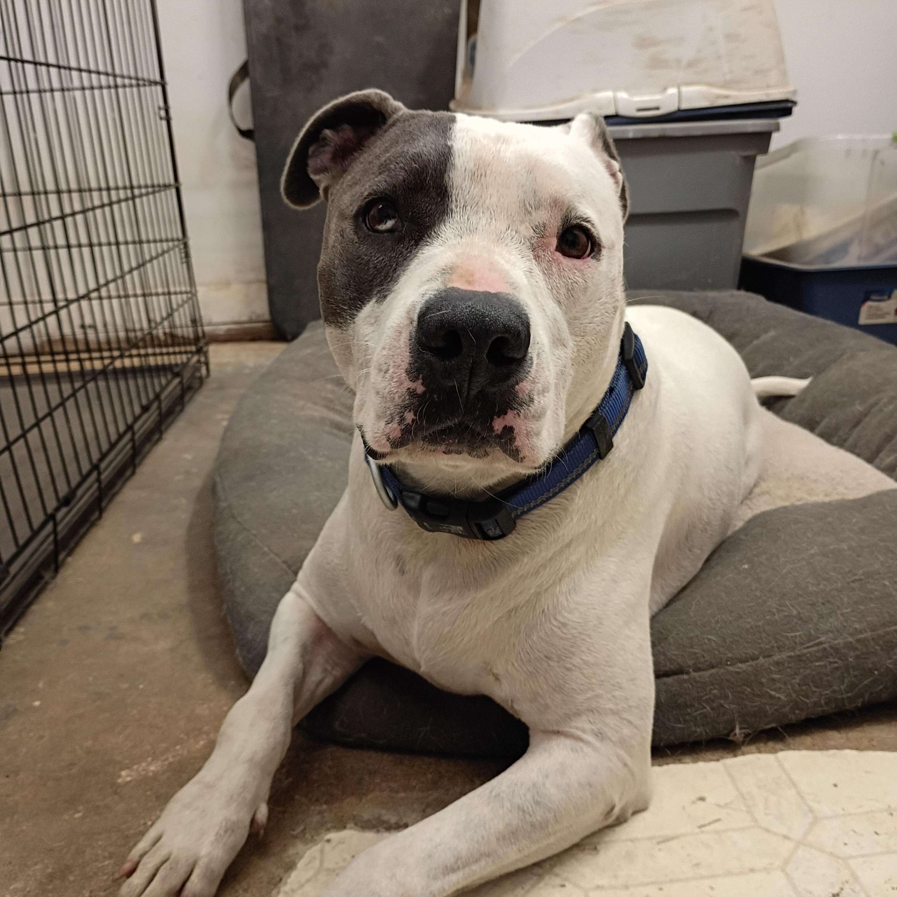 Enlarge Joey, a Adoptable mixed breed in Sapulpa, OK image 4/4