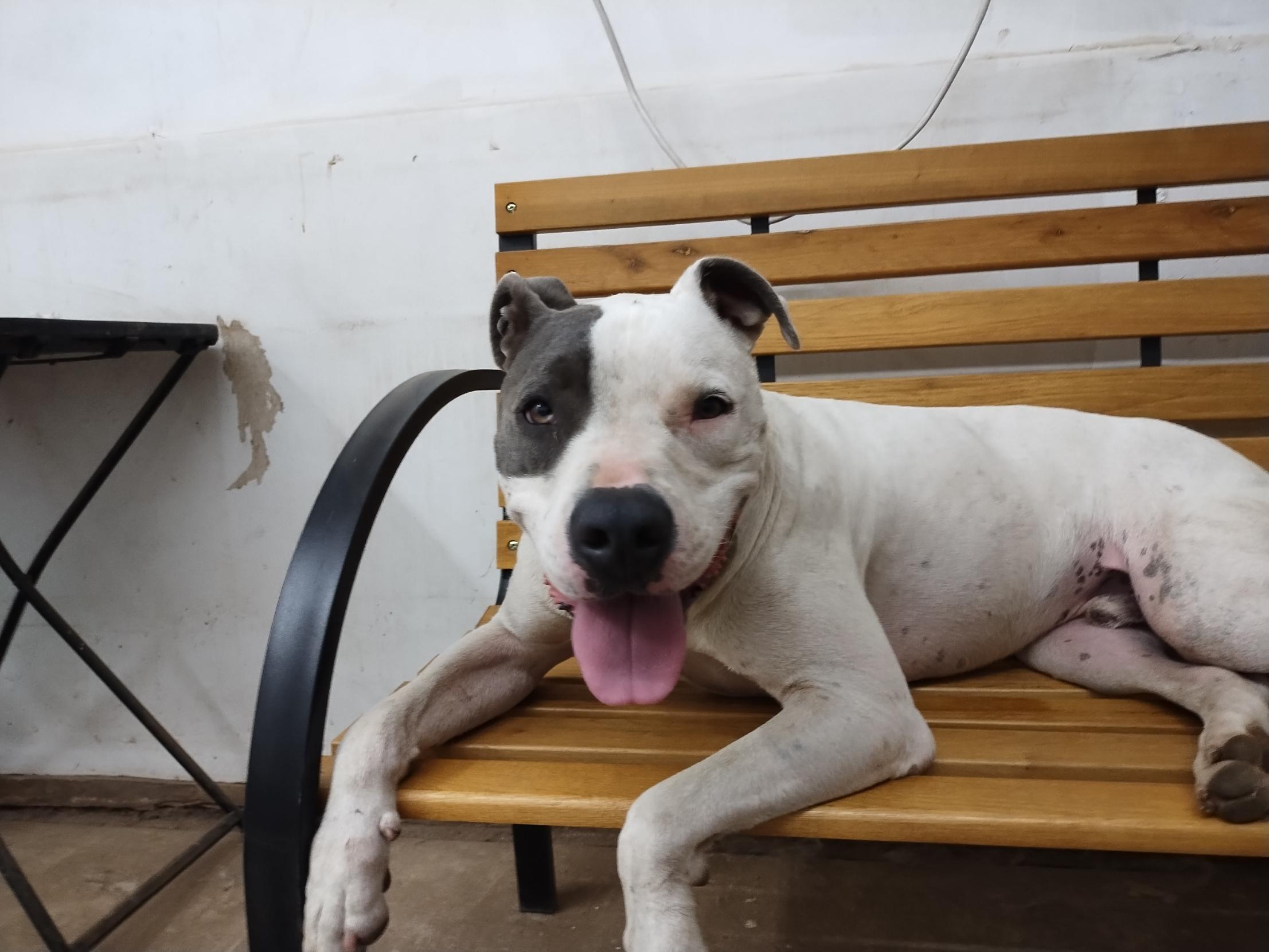 Joey, an adoptable Pit Bull Terrier, Dalmatian in Sapulpa, OK, 74066 | Photo Image 2