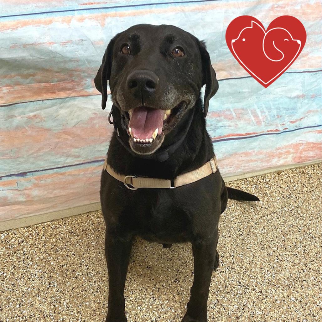 Max, Adoptable, Senior Male Black Labrador Retriever.