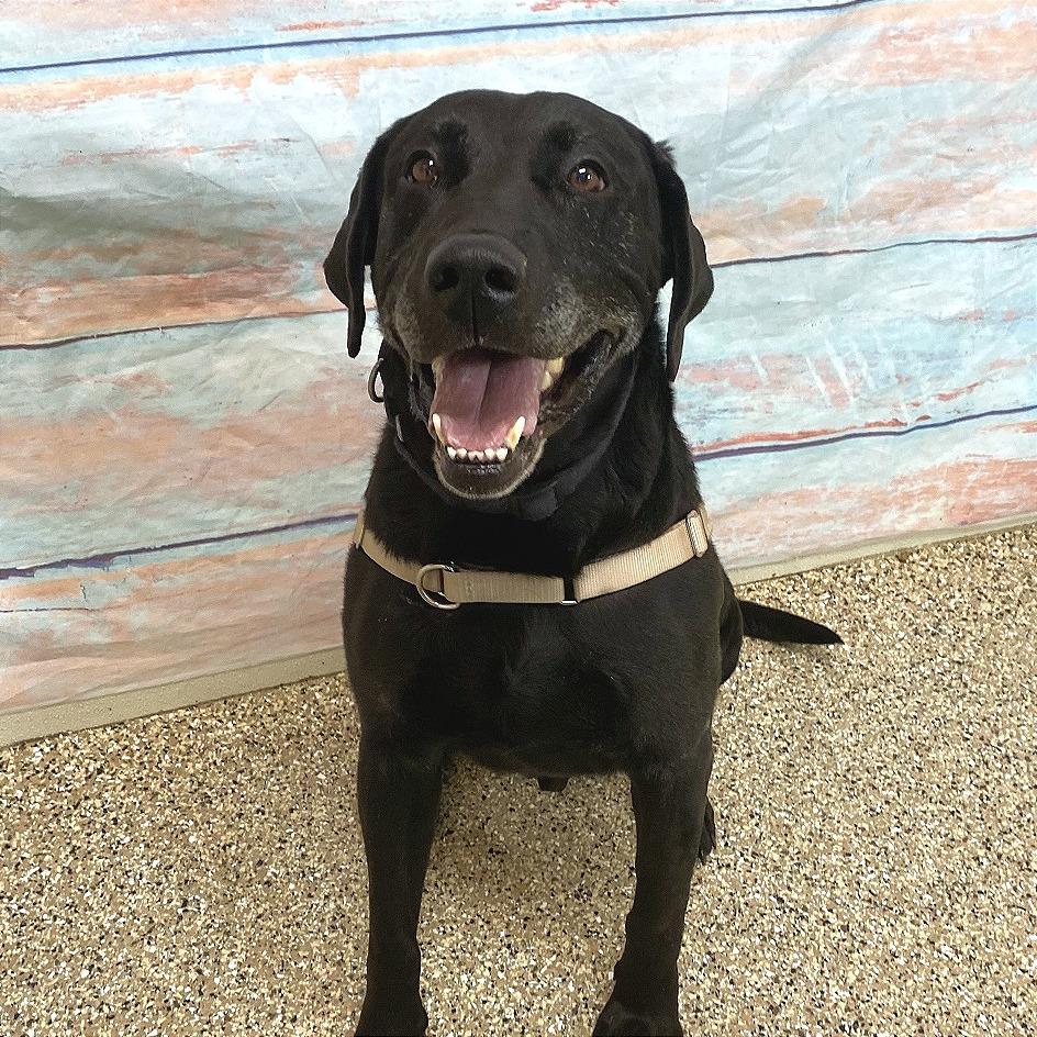 Max, Adoptable, Senior Male Black Labrador Retriever.