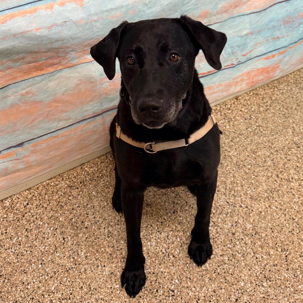 Enlarge Max, a Adoptable Black Labrador Retriever in Cheyenne, WY image 2/4