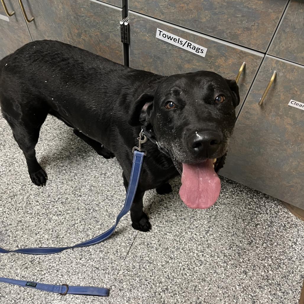 Enlarge Max, a Adoptable Black Labrador Retriever in Cheyenne, WY image 3/4