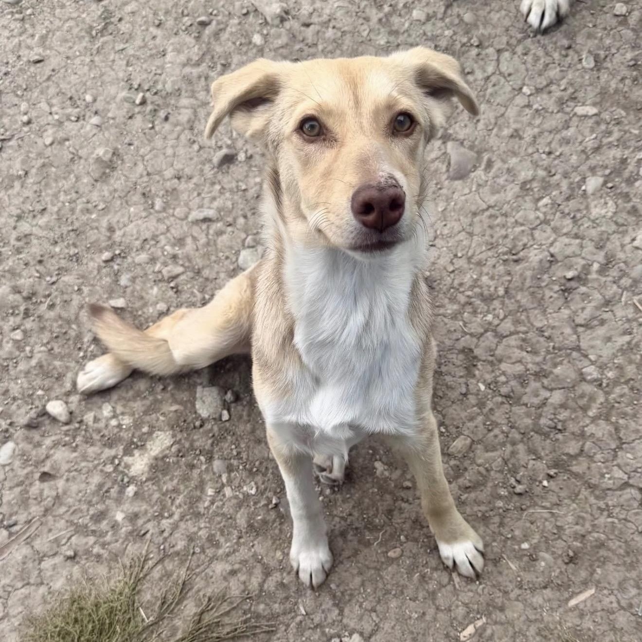 Leia, Adoptable, Young Female Mixed Breed.
