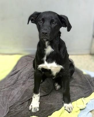 Enlarge Abel, a Adoptable mixed breed in Washington, DC image 1/1