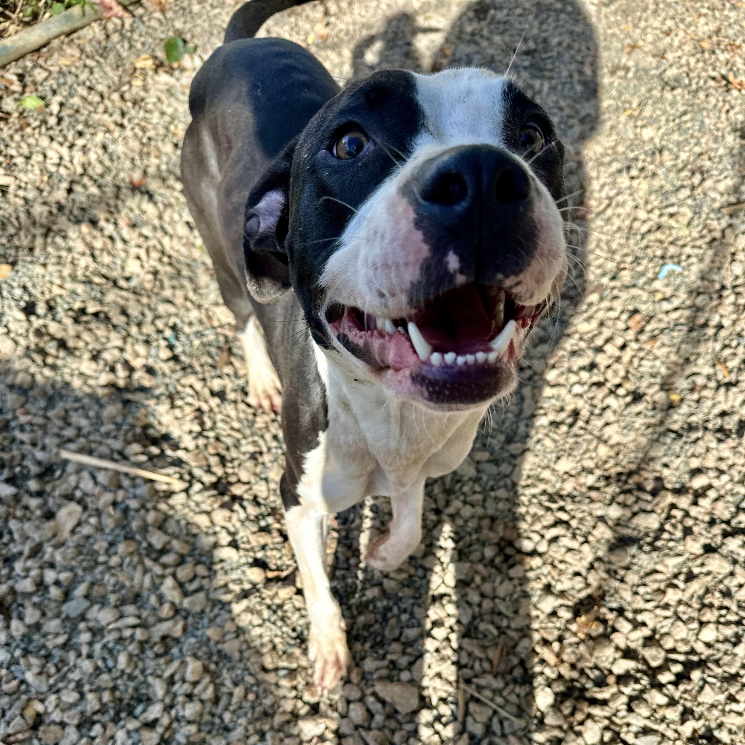 Laney — thumbnail 4