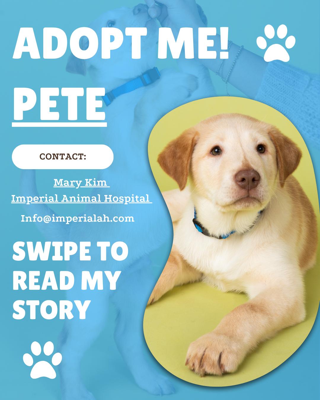 Pete, ADOPTABLE, Puppy Male Labrador Retriever.