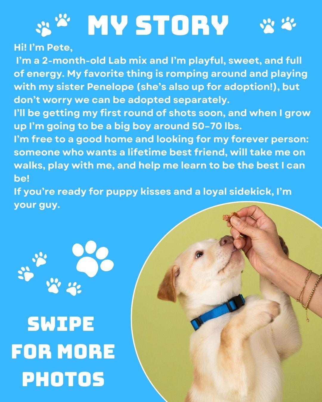 Enlarge Pete, a ADOPTABLE Labrador Retriever in La Mirada, CA image 3/3