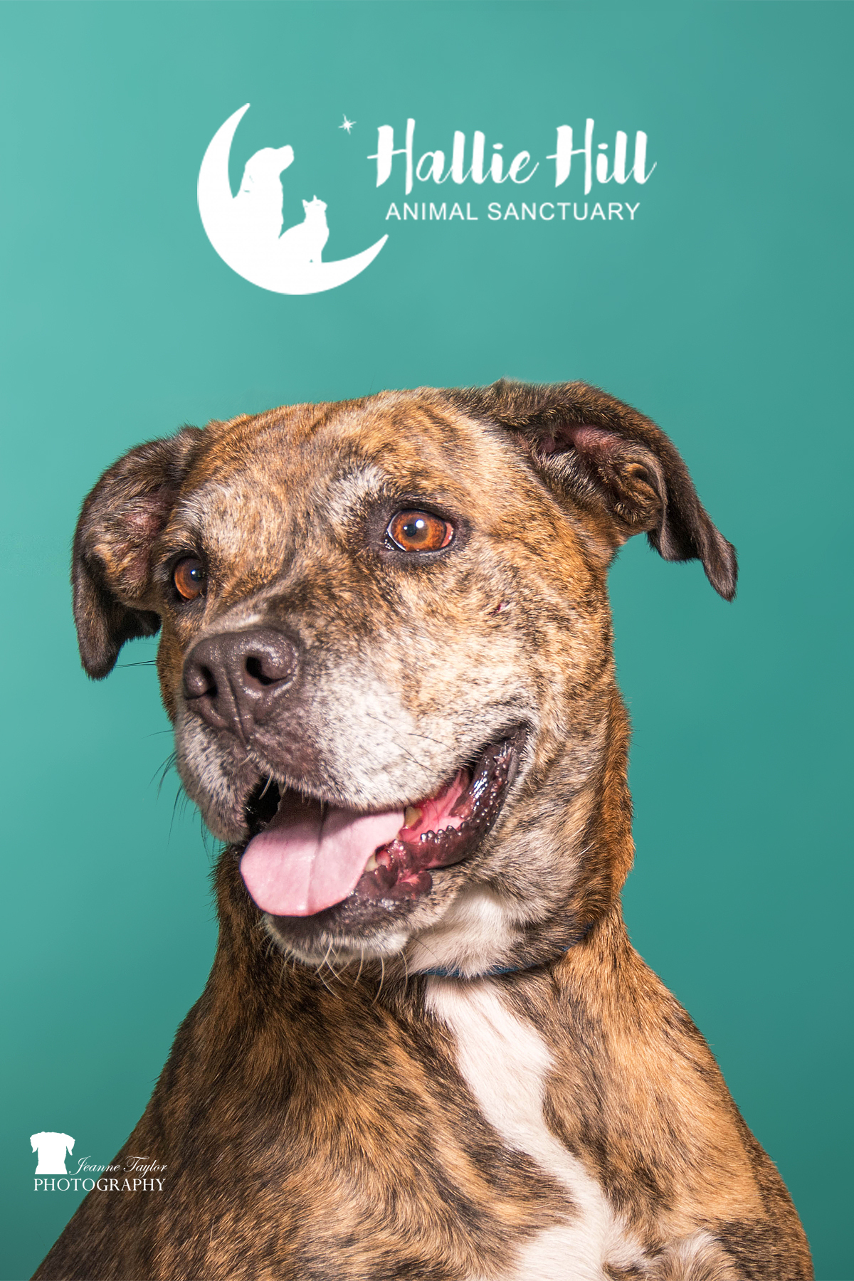 Magic, a Adoptable mixed breed in Hollywood, SC image 1/6