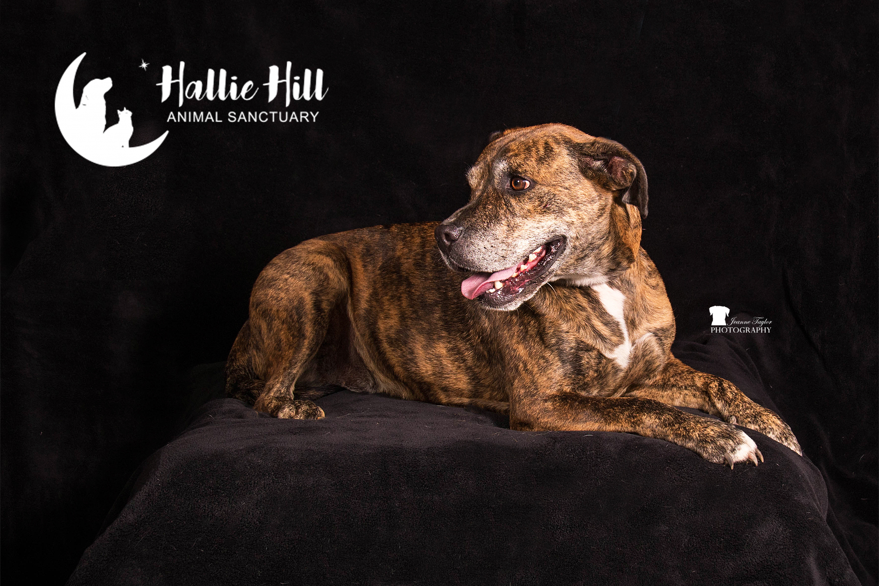 Magic, a Adoptable mixed breed in Hollywood, SC image 2/6
