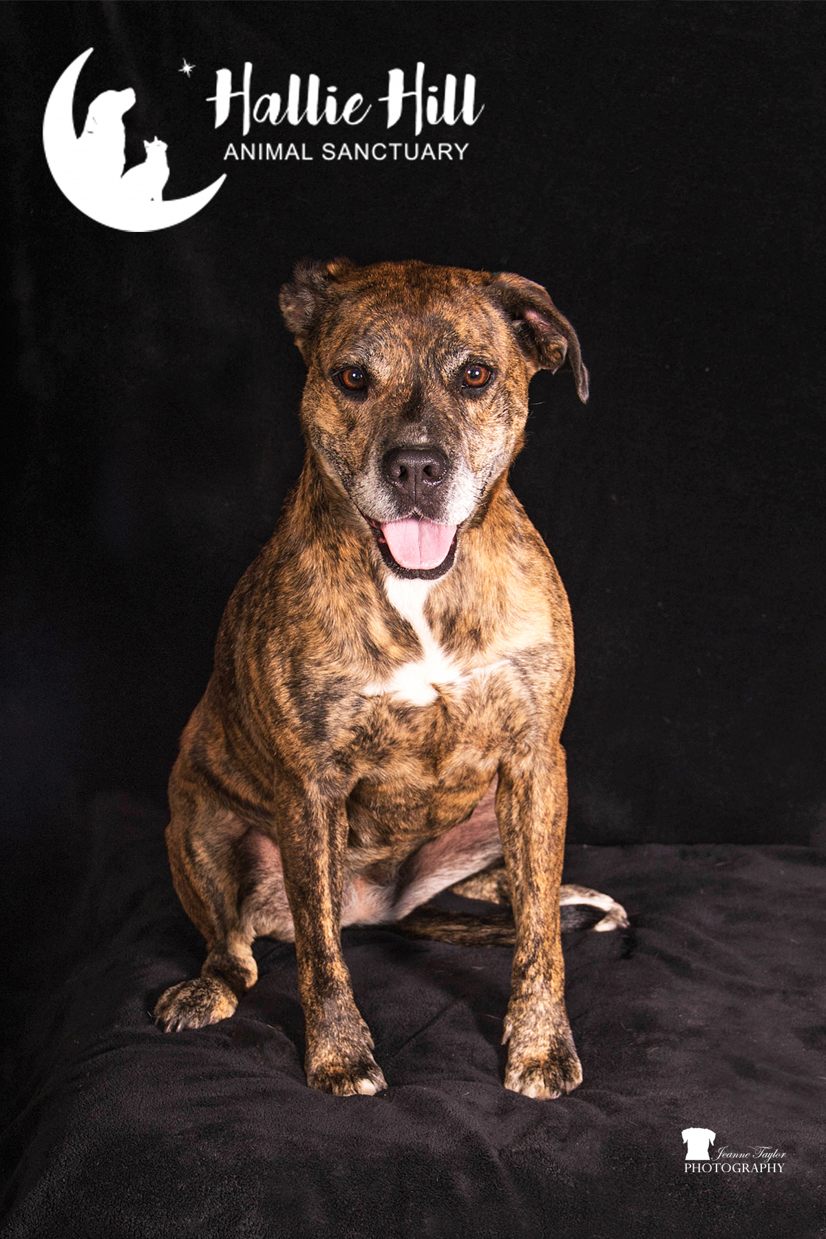 Magic, a Adoptable mixed breed in Hollywood, SC image 3/6
