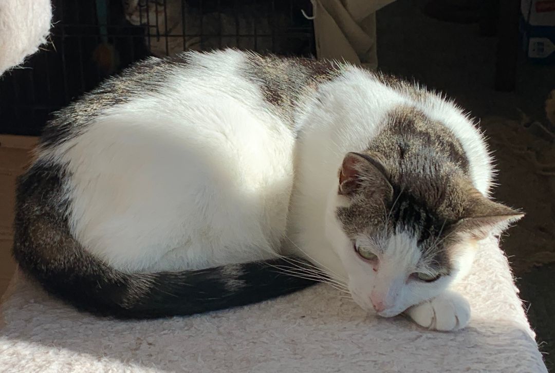 Enlarge Annie, a Adoptable mixed breed in Ambler, PA image 7/10