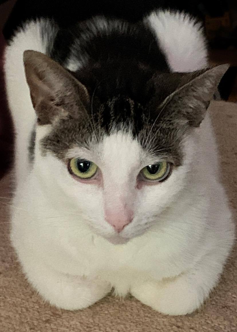 Enlarge Annie, a Adoptable mixed breed in Ambler, PA image 8/10