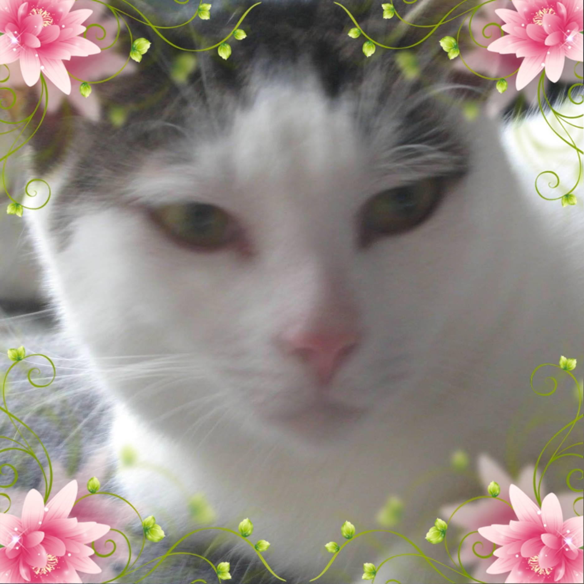 Annie, a Adoptable mixed breed in Ambler, PA image 1/10