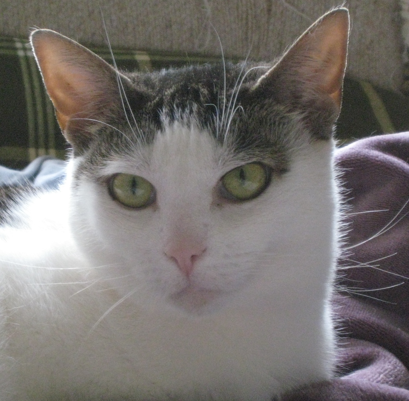 Enlarge Annie, a Adoptable mixed breed in Ambler, PA image 9/10