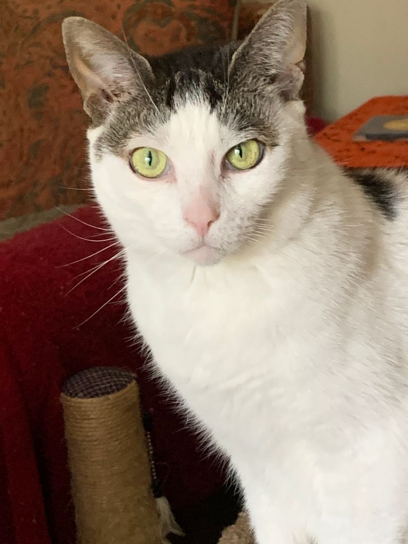 Enlarge Annie, a Adoptable mixed breed in Ambler, PA image 10/10