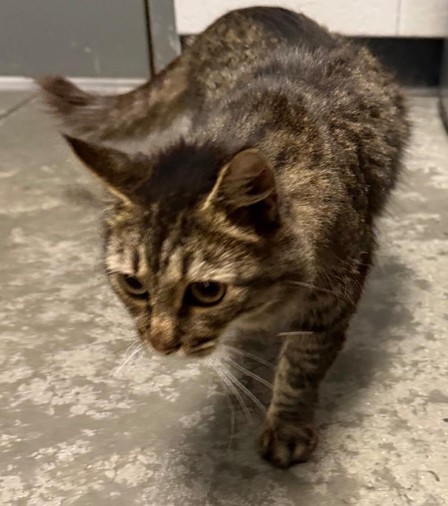 Enlarge Slinky, a Adoptable mixed breed in Henderson, NC image 1/1