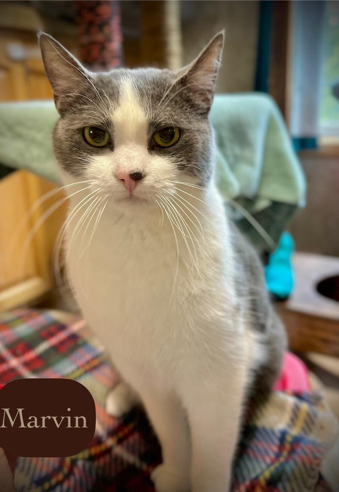 Marvin, Adoptable, Young Male Domestic Short Hair.